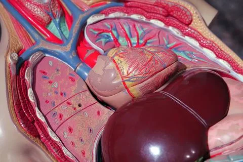 Internal organs of a human. Model of internal organs of a people Fotos Stock
