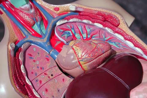 Internal organs of human. Model of internal organs of people Stock Photos