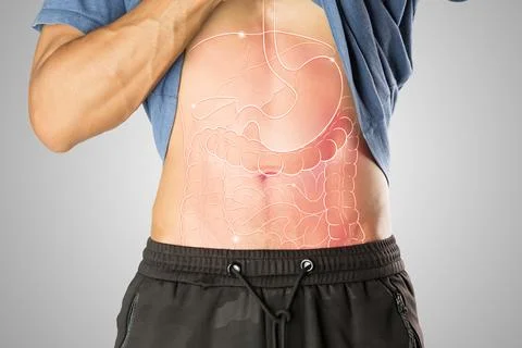 Internal organs for human. Stock Photos