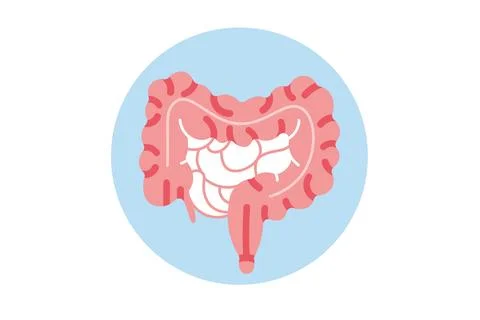 Internal organs of the human, Small and large intestine anatomy, intestine icon Stock Illustration