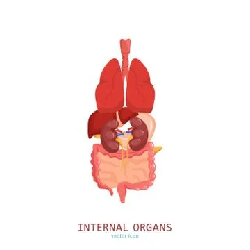 Internal organs icon Stock Illustration