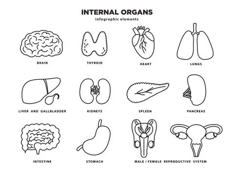Internal organs icon set. Human organs infographic elements in line design Stock Illustration