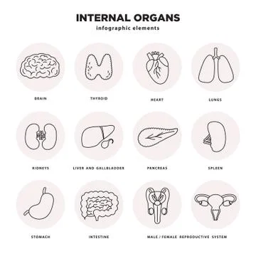 Internal organs icon set. Human organs infographic elements in line design Stock Illustration
