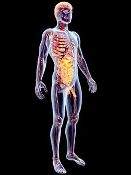 Internal organs. Stock Illustration