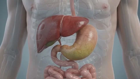 Internal Organs Inside Human Body. 動画素材 341801972