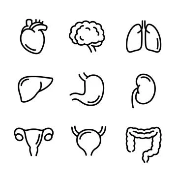 Internal organs line icon set Stock Illustration