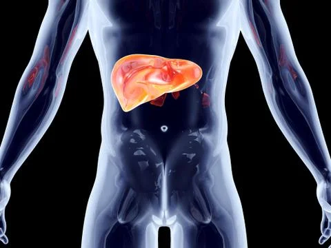 Internal organs - liver. Illustrazione stock