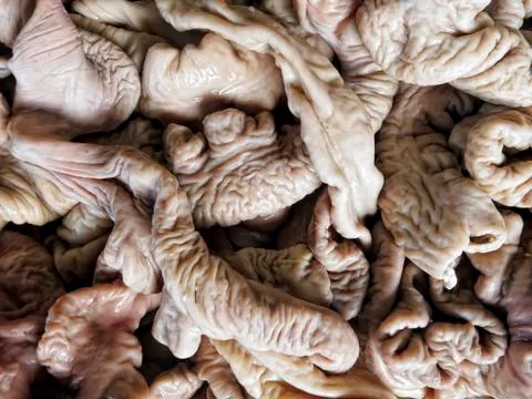 Internal organs Stock Photos