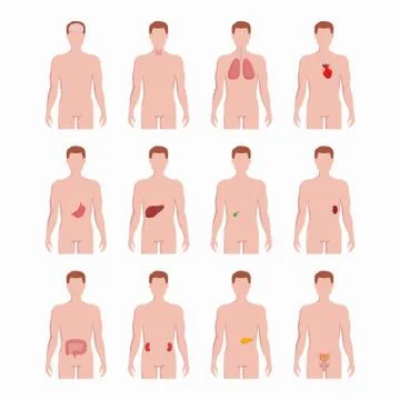 Internal organs placed on man body silhouettes isolated on white background Illustrazione stock