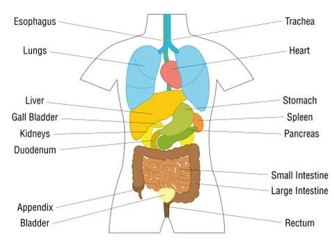 Internal Organs Schematic Diagram Stock Illustration