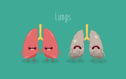 Internal organs. Vector illustrations. Stock Illustration
