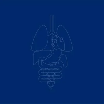 Internal organs X-ray human anatomy body. Heart and Lungs. Liver and stomach. Stock Illustration