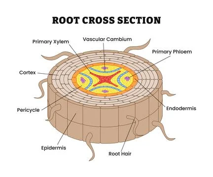 Internal root structure anatomy diagram with cross section view, labeled co.. Stock Illustration