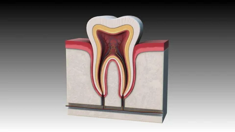 Internal section of the tooth - rotation zoom out Stock-Footage 140049276
