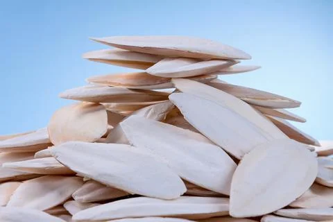 The internal shell or bone of dead cuttlefish. Cuttlefish bone on studio back Stock Photos