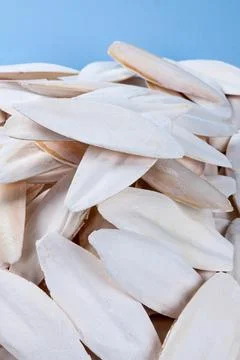 The internal shell or bone of dead cuttlefish. Stock Photos