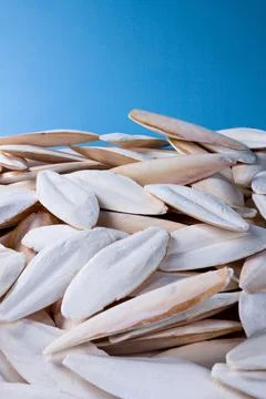 The internal shell or bone of dead cuttlefish. Cuttlefish bone on studio back Stock Photos