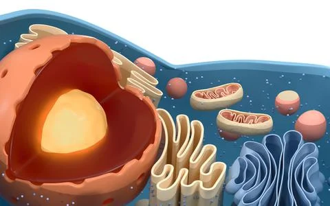 Internal structure of an animal cell, 3d rendering. Section view. Stock Illustration