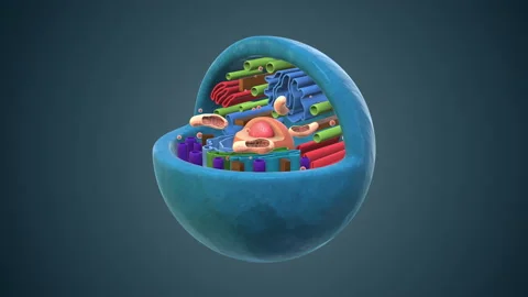 Internal structure of an animal cell | Stock Video | Pond5