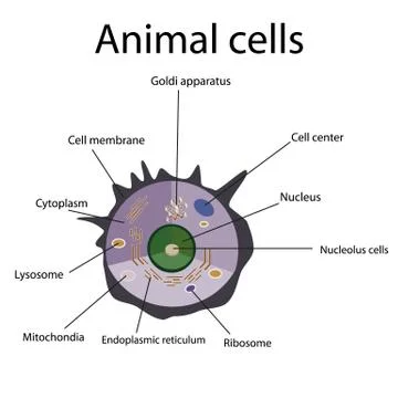 The internal structure of an animal cell Stock Illustration