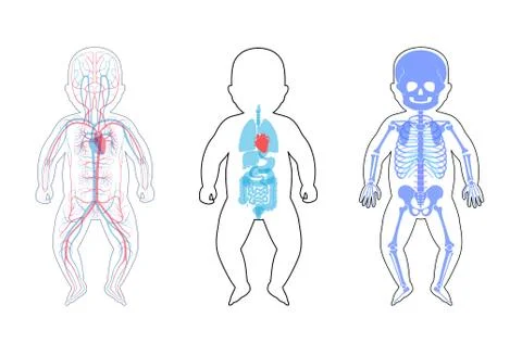 Internal structure of baby body. Stock Illustration