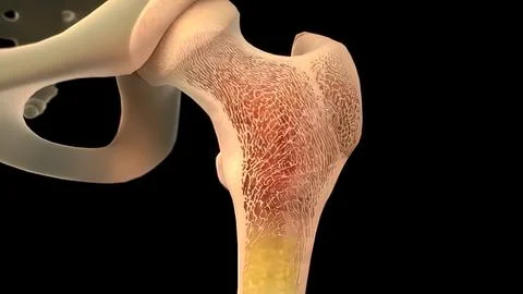 Internal structure of bone 3d medical Stock Photos