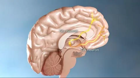Internal structure of the brain neuron system Illustrazione stock
