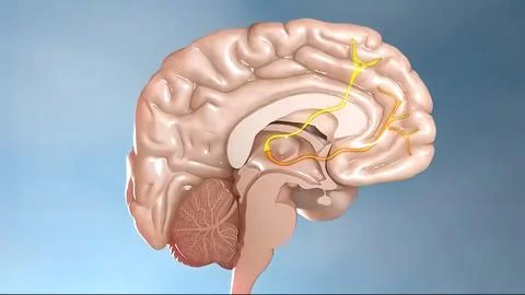 Internal structure of the brain neuron system Illustrazione stock