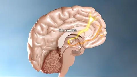 Internal structure of the brain neuron system Stock Illustration