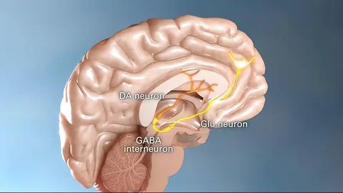 Internal structure of the brain neuron system Stock Illustration