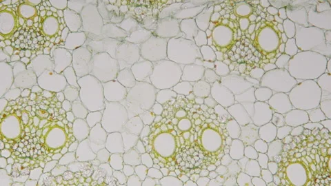 Internal Structure of corn stalk under microscope, 400x times magnification Stock Footage 266254305