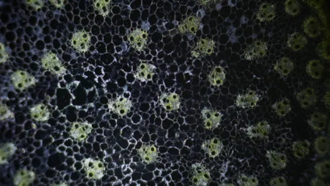 Internal Structure of corn stalk under microscope, 400x times magnification Stock Footage 266254593
