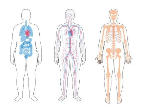 Internal structure of human body. Stock Illustration
