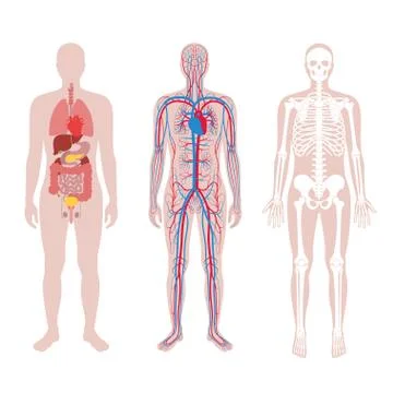Internal structure of human body. Stock Illustration
