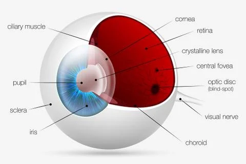 Internal structure of the human eye Stock Illustration