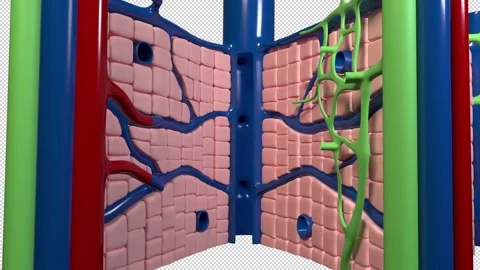 Internal Structure of the Liver Stock Footage 201930202
