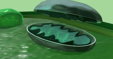 The internal structure of a mitochondrion, 3d illustration Stock Illustration