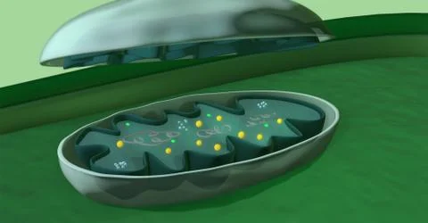 The internal structure of a mitochondrion, 3d illustration Stock Illustration