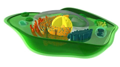 Internal structure of a plant cell Stock Illustration