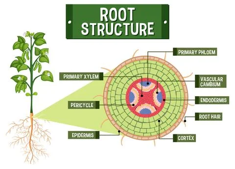Internal structure of root diagram Stock Illustration