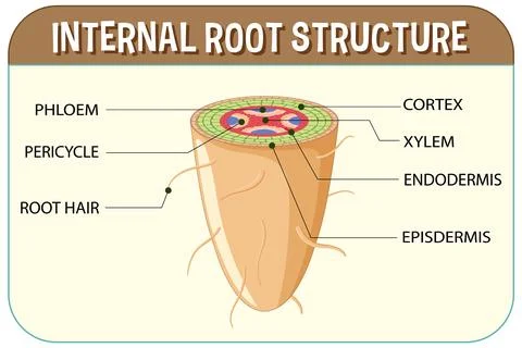 Internal structure of root diagram Stock Illustration
