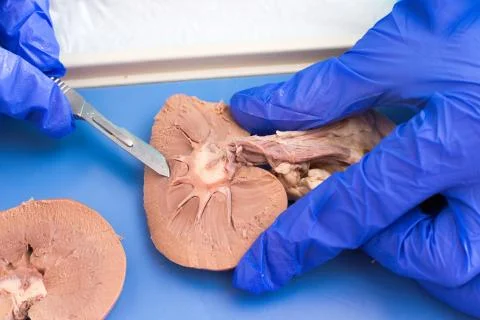 Internal structure of a sheep kidney 库存照片