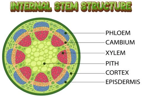 Internal structure of stem diagram Stock Illustration