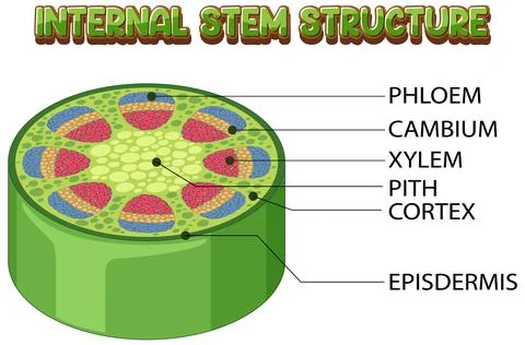 Internal structure of stem diagram Stock Illustration
