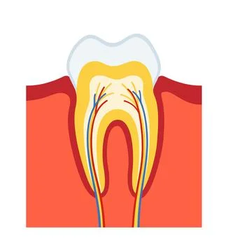 Internal structure of tooth in section cartoon vector illustration human Illustrazione stock