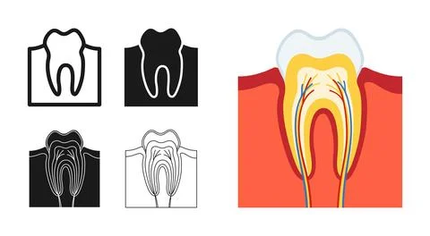 Internal structure of tooth in section symbol set vector illustration human Illustrazione stock