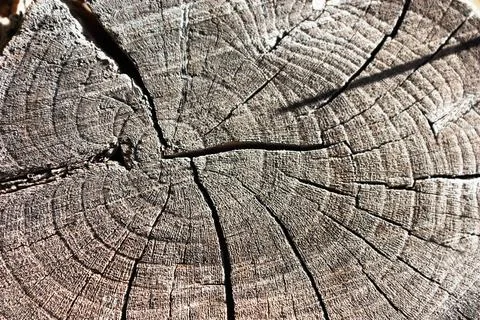 Internal structure of a tree trunk in cross section and close up. Estuctura i Stock Photos