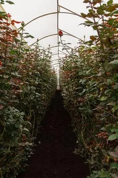 Internal view of daytime floricultural Stock Photos