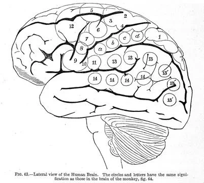 Internal view of the human brain, "The functions of the brain", Ferrier 1876 Stock Illustration