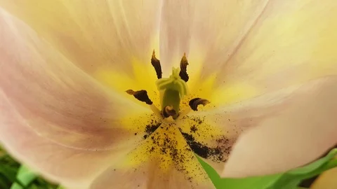 Internal yellow flower Stock-Footage 88710149